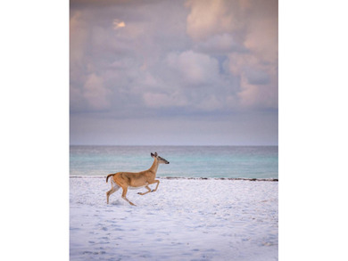Discover your slice of paradise at 247 N Bishop Rd, a - photo 50