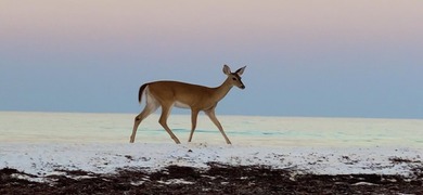 Discover your slice of paradise at 247 N Bishop Rd, a - photo 51