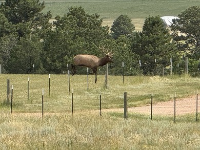 Presenting A Bar Ranch in Douglas County Colorado, a front range - photo 7