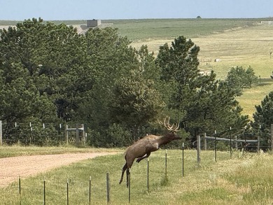 Presenting A Bar Ranch in Douglas County Colorado, a front range - photo 8