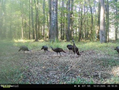 +/- 79.6 acres just south of the Rankin/Simpson line in Simpson - photo 2