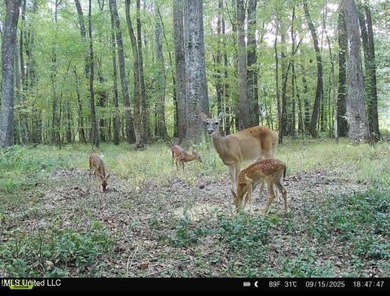 +/- 79.6 acres just south of the Rankin/Simpson line in Simpson - photo 3