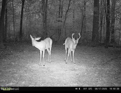 +/- 79.6 acres just south of the Rankin/Simpson line in Simpson - photo 4