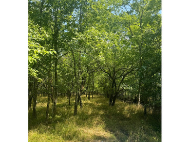 For Sale: 40 Acres of Prime Hunting Land in Red Slough Area - photo 4