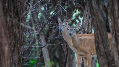 Located in Bell County near the upper end of Lake Belton - photo 31