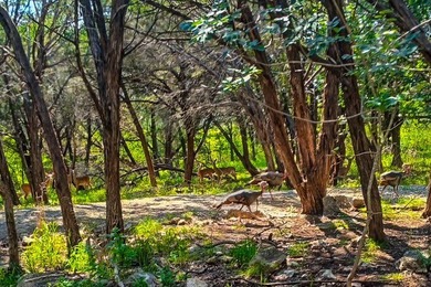 Located in Bell County near the upper end of Lake Belton - photo 32