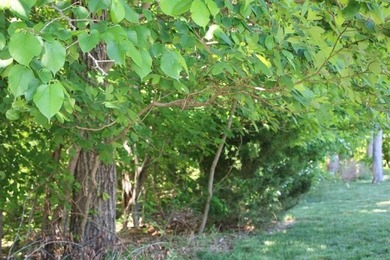 PRESTIGIOUS WALNUT RIDGE - LAKEFRONT LOT WITH DOCK & PAVED - photo 14