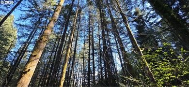 Want that gorgeous wood acreage in the foothills of the Oregon - photo 19