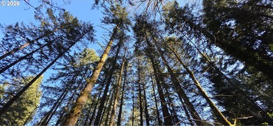 Want that gorgeous wood acreage in the foothills of the Oregon - photo 20