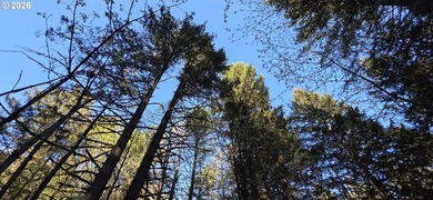 Want that gorgeous wood acreage in the foothills of the Oregon - photo 21