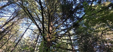 Want that gorgeous wood acreage in the foothills of the Oregon - photo 23