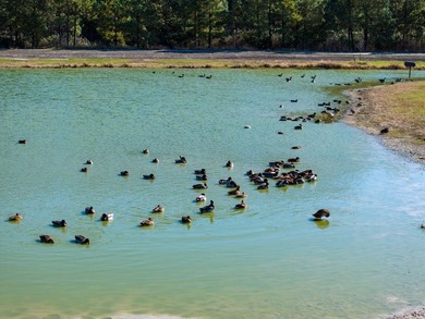 Parsons Creek Farm - A 255+/- Acre, Multi-Residence, Deep-Water - photo 2