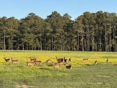 Parsons Creek Farm - A 255+/- Acre, Multi-Residence, Deep-Water - photo 3