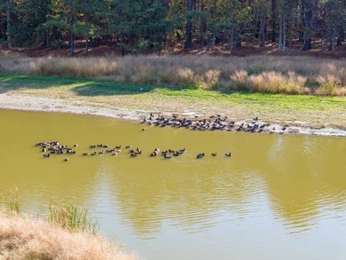 Parsons Creek Farm - A 255+/- Acre, Multi-Residence, Deep-Water - photo 4