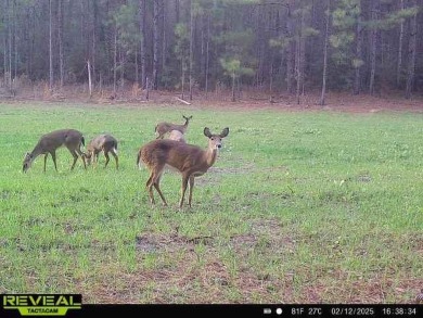 Beautiful land for sale in Poplarville, Ms. 30 acres mostly - photo 11