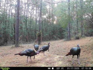 Beautiful land for sale in Poplarville, Ms. 30 acres mostly - photo 12