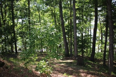 LAKE FRONT POINT LOT=LAKE ON 3 SIDES & OPEN TO MAIN CHANNEL TO - photo 17