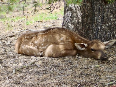 Greg Liddle, Hayden Outdoors LLC, C:,,: Totaling +/-2680 acres - photo 4