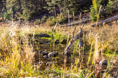 Bighorn Mountain Hideout is located deep in the Bighorn - photo 24