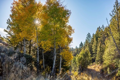 Bighorn Mountain Hideout is located deep in the Bighorn - photo 26