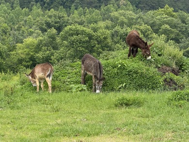 CATTLE RANCH. Start your own cattle or horse operation - photo 12