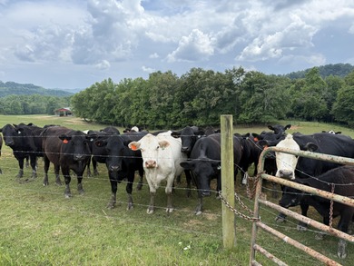 CATTLE RANCH. Start your own cattle or horse operation - photo 20