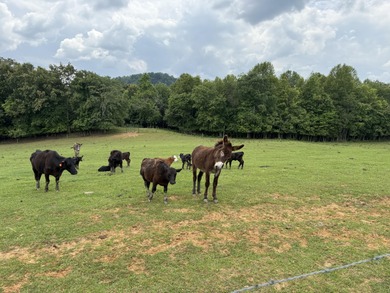 CATTLE RANCH. Start your own cattle or horse operation - photo 24