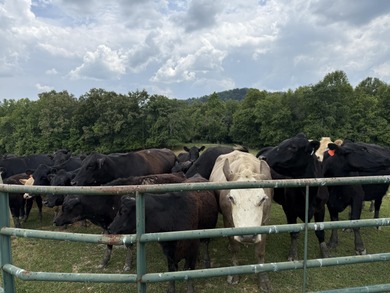 CATTLE RANCH. Start your own cattle or horse operation - photo 25
