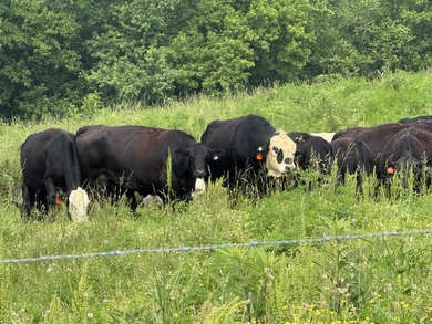CATTLE RANCH. Start your own cattle or horse operation - photo 52