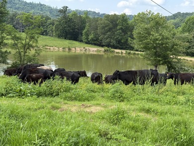 CATTLE RANCH. Start your own cattle or horse operation - photo 53