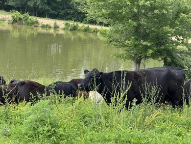 CATTLE RANCH. Start your own cattle or horse operation - photo 54