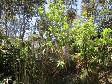 Beautiful and huge native Ohia & Fern trees throughout the - photo 2