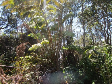 Beautiful and huge native Ohia & Fern trees throughout the - photo 3