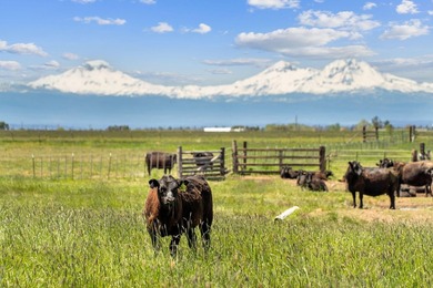 Luxury ranch with turnkey cattle/horse operations located in - photo 12