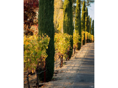 Krupp Brothers Estate is a remarkable 20-acre Napa Valley winery - photo 3