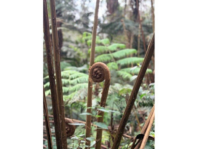 Beautifully lush property offered for purchase in Kaloko. This - photo 1