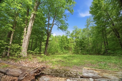 Rare opportunity to build your own legacy property on 49.9 acres - photo 5