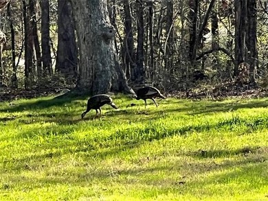 WOW! 17.42 acres that joins Corps. lake property on Lake Texoma - photo 50