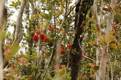 Located less than a block from the main paved road, Ala Kapena - photo 8