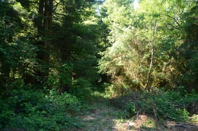 Rare and beautiful subdivision lot w/secluded privacy and Del - photo 2