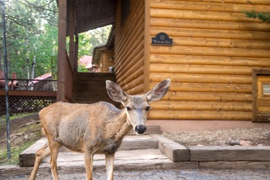 Beautiful getaway in Angel Fire only 1.7 mi from the ski base - photo 34
