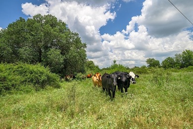 100 Acres of Secluded Texas Countryside Tucked away in the heart - photo 20