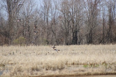 Added Additional 415 Acres! Big Cypress Creek Grand Lodge & - photo 31