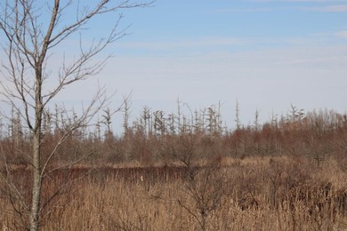 Added Additional 415 Acres! Big Cypress Creek Grand Lodge & - photo 39
