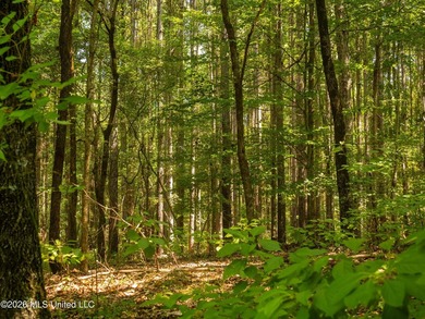 +/-288 Acres - Holmes County, MS | Prime Hunting & Timber Tract - photo 12