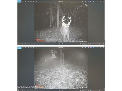 +/-288 Acres - Holmes County, MS | Prime Hunting & Timber Tract - photo 16