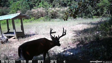 +/-288 Acres - Holmes County, MS | Prime Hunting & Timber Tract - photo 17