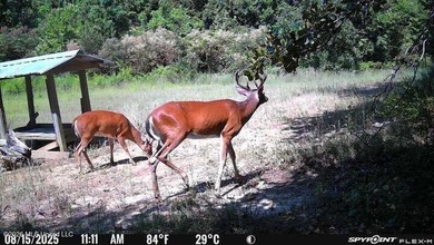 +/-288 Acres - Holmes County, MS | Prime Hunting & Timber Tract - photo 18