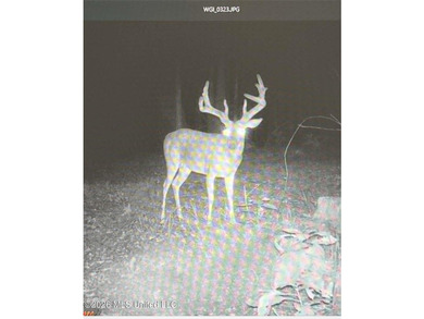 +/-288 Acres - Holmes County, MS | Prime Hunting & Timber Tract - photo 21