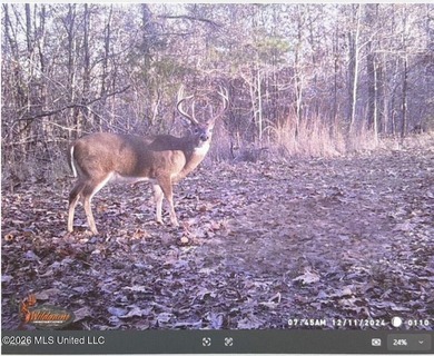 +/-288 Acres - Holmes County, MS | Prime Hunting & Timber Tract - photo 24
